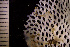  ( - BGE_00264_F01)  @11 [ ] Creative Commons  Attribution Non-Commercial Share-Alike (2025) NTNU University Museum, Department of Natural History NTNU University Museum, Department of Natural History