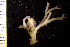  (Tessaradomidae - BGE_00264_E12)  @11 [ ] Creative Commons  Attribution Non-Commercial Share-Alike (2025) NTNU University Museum, Department of Natural History NTNU University Museum, Department of Natural History