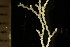  (Notoplites jeffreysii - BGE_00264_C05)  @11 [ ] Creative Commons  Attribution Non-Commercial Share-Alike (2025) NTNU University Museum, Department of Natural History NTNU University Museum, Department of Natural History