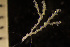  (Scrupocellaria - BGE_00264_C09)  @11 [ ] Creative Commons  Attribution Non-Commercial Share-Alike (2025) NTNU University Museum, Department of Natural History NTNU University Museum, Department of Natural History