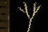  (Notoplites harmeri - BGE_00264_C02)  @11 [ ] Creative Commons  Attribution Non-Commercial Share-Alike (2025) NTNU University Museum, Department of Natural History NTNU University Museum, Department of Natural History