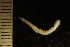  (Alcyonidium gelatinosum - BGE_00264_C04)  @11 [ ] Creative Commons  Attribution Non-Commercial Share-Alike (2025) NTNU University Museum, Department of Natural History NTNU University Museum, Department of Natural History