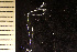  (Crisularia harsmworthi - BGE_00264_C10)  @11 [ ] Creative Commons  Attribution Non-Commercial Share-Alike (2025) NTNU University Museum, Department of Natural History NTNU University Museum, Department of Natural History