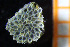  (Setosellidae - BGE_00264_D05)  @11 [ ] Creative Commons  Attribution Non-Commercial Share-Alike (2025) NTNU University Museum, Department of Natural History NTNU University Museum, Department of Natural History