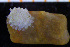  ( - BGE_00264_D11)  @11 [ ] Creative Commons  Attribution Non-Commercial Share-Alike (2025) NTNU University Museum, Department of Natural History NTNU University Museum, Department of Natural History