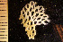  (Reteporella grimaldii - BGE_00264_F08)  @11 [ ] Creative Commons  Attribution Non-Commercial Share-Alike (2025) NTNU University Museum, Department of Natural History NTNU University Museum, Department of Natural History
