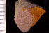  (Schizoporellidae - BGE_00264_E11)  @11 [ ] Creative Commons  Attribution Non-Commercial Share-Alike (2025) NTNU University Museum, Department of Natural History NTNU University Museum, Department of Natural History