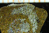  (Ramphonotus - BGE_00264_G02)  @11 [ ] Creative Commons  Attribution Non-Commercial Share-Alike (2025) NTNU University Museum, Department of Natural History NTNU University Museum, Department of Natural History