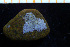  (Lagenipora - BGE_00264_E08)  @11 [ ] Creative Commons  Attribution Non-Commercial Share-Alike (2025) NTNU University Museum, Department of Natural History NTNU University Museum, Department of Natural History