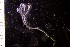  (Nordgaardia - BGE_00264_F04)  @11 [ ] Creative Commons  Attribution Non-Commercial Share-Alike (2025) NTNU University Museum, Department of Natural History NTNU University Museum, Department of Natural History