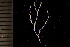  (Filicrisia smitti - BGE_00264_H11)  @11 [ ] Creative Commons  Attribution Non-Commercial Share-Alike (2025) NTNU University Museum, Department of Natural History NTNU University Museum, Department of Natural History