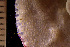  (Porella struma - BGE_00264_H07)  @11 [ ] Creative Commons  Attribution Non-Commercial Share-Alike (2025) NTNU University Museum, Department of Natural History NTNU University Museum, Department of Natural History