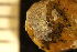  (Haplopomidae - BGE_00264_G01)  @11 [ ] Creative Commons  Attribution Non-Commercial Share-Alike (2025) NTNU University Museum, Department of Natural History NTNU University Museum, Department of Natural History