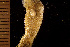  (Cheiloporinidae - BGE_00264_G07)  @11 [ ] Creative Commons  Attribution Non-Commercial Share-Alike (2025) NTNU University Museum, Department of Natural History NTNU University Museum, Department of Natural History