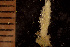 (Cystisella - BGE_00264_G06)  @11 [ ] Creative Commons  Attribution Non-Commercial Share-Alike (2025) NTNU University Museum, Department of Natural History NTNU University Museum, Department of Natural History