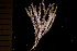  (Aquilonella paenulata - BGE_00264_G05)  @11 [ ] Creative Commons  Attribution Non-Commercial Share-Alike (2025) NTNU University Museum, Department of Natural History NTNU University Museum, Department of Natural History