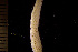  (Smittinidae - BGE_00264_G12)  @11 [ ] Creative Commons  Attribution Non-Commercial Share-Alike (2025) NTNU University Museum, Department of Natural History NTNU University Museum, Department of Natural History
