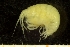  (Proboloides gregaria - BGE_00238_E10)  @11 [ ] Creative Commons BY-SA (2025) University of Bergen Natural History Collections