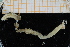  ( - BGE_00239_A04)  @11 [ ] Creative Commons BY NC SA (2025) University of Bergen Natural History Collections