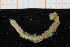  ( - BGE_00239_B09)  @11 [ ] Creative Commons BY NC SA (2025) University of Bergen Natural History Collections