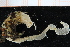  ( - BGE_00239_A09)  @11 [ ] Creative Commons BY NC SA (2025) University of Bergen Natural History Collections