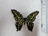  (Graphium agamemnon - KC0001)  @13 [ ] CreativeCommons - Attribution Non-Commercial Share-Alike (2012) karenchia.24@gmail.com Museum of Zoology, University of Malaya