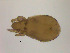  ( - NFO_UIB_194)  @11 [ ] Copyright (2018) Bergen Museum Bergen Museum