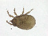  (Eupelops sp. AS1 - NFO_UIB_471)  @11 [ ] Copyright (2018) Bergen Museum Bergen Museum