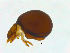  (Phthiracarus sp. AS1 - NFO_UIB_64)  @11 [ ] Copyright (2018) Bergen Museum Bergen Museum