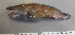  (Cataetyx alleni - UNA008)  @11 [ ] Unspecified (default): All Rights Reserved  Unspecified Unspecified