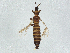  (Thrips atratus - 01JUN22-9B-3)  @11 [ ] CreativeCommons - Attribution Share-Alike (2024) CBG Photography Group Centre for Biodiversity Genomics