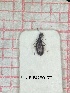  (Cyclodinus larvipennis - UNIFIBGE0179)  @11 [ ] CreativeCommons  Attribution Non-Commercial Share-Alike (2023) Claudia Bruschini UNIFI