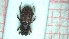  (Euheptaulacus brancoi - UNIFIBGE0252)  @11 [ ] CreativeCommons  Attribution Non-Commercial Share-Alike (2023) Claudia Bruschini UNIFI