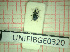  (Phrissotrichum osellai - BGE_00424_C11)  @11 [ ] CreativeCommons  Attribution Non-Commercial Share-Alike (2023) Claudia Bruschini UNIFI