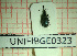  (Protapion brenskei - BGE_00424_D02)  @11 [ ] CreativeCommons  Attribution Non-Commercial Share-Alike (2023) Claudia Bruschini UNIFI