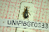  (Pseudapion fulvirostre - BGE_00424_D12)  @11 [ ] CreativeCommons  Attribution Non-Commercial Share-Alike (2023) Claudia Bruschini UNIFI