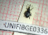  (Synapion falzonii - BGE_00424_E03)  @11 [ ] CreativeCommons  Attribution Non-Commercial Share-Alike (2023) Claudia Bruschini UNIFI