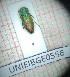  ( - BGE_00426_G09)  @11 [ ] CreativeCommons  Attribution Non-Commercial Share-Alike (2024) Claudia Bruschini UNIFI