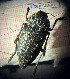  ( - BGE_00427_C07)  @11 [ ] CreativeCommons  Attribution Non-Commercial Share-Alike (2024) Adele Bordoni UNIFI