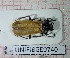  (Cantharis palliata - BGE_00428_G04)  @11 [ ] CreativeCommons  Attribution Non-Commercial Share-Alike (2024) Adele Bordoni UNIFI