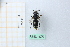  (Osmia cf. tricornis - BGE_00434_G08)  @11 [ ] CreativeCommons  Attribution Non-Commercial Share-Alike (2024) Adele Bordoni Università degli Studi di Firenze