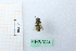  (Seladonia pollinosa - BGE_00434_H11)  @11 [ ] CreativeCommons  Attribution Non-Commercial Share-Alike (2024) Adele Bordoni Università degli Studi di Firenze