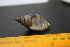  (Nassarius siquijorensis - UPDIM-JA-2016-Mol 4.13-188-34)  @11 [ ] CreativeCommons - Attribution Share-Alike (2020) Jonathan A Anticamara University of the Philippines Diliman
