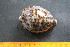  (Cypraea tigris - UPDIM-JA-2018-Mol-2.16-19-5)  @11 [ ] CreativeCommons - Attribution Share-Alike (2020) Jonathan A Anticamara University of the Philippines Diliman, Institute of Biology