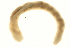  (Diplocardia caroliniana - 09BBANN-032)  @13 [ ] CreativeCommons - Attribution (2009) Unspecified Centre for Biodiversity Genomics