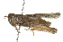  ( - 10BBORT-0079)  @14 [ ] CreativeCommons - Attribution (2010) CBG Photography Group Centre for Biodiversity Genomics
