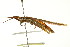  ( - 10BBORT-0132)  @13 [ ] CreativeCommons - Attribution (2010) CBG Photography Group Centre for Biodiversity Genomics