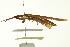  ( - 10BBORT-0136)  @13 [ ] CreativeCommons - Attribution (2010) CBG Photography Group Centre for Biodiversity Genomics