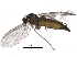  ( - F171124)  @13 [ ] CreativeCommons - Attribution (2018) CBG Photography Group Centre for Biodiversity Genomics