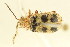  ( - 09BBCOL-1372)  @13 [ ] CreativeCommons - Attribution (2010) CBG Photography Group Centre for Biodiversity Genomics